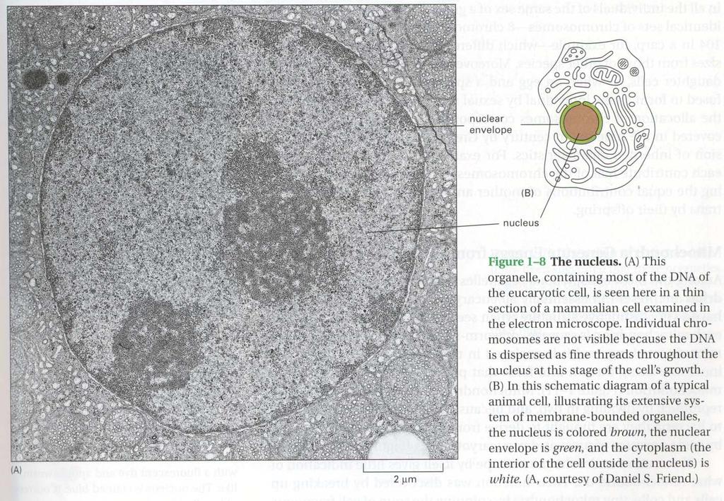 The nucleus of eucaryotes: the information