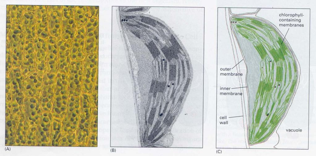 Chloroplasts capture energy from sunlight Outer membrane, inner membrane and chlorophyll-containing membranes