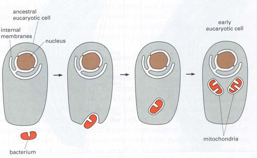 Origin of mitochondria and chloroplasts Endosymbiotic theory 1.