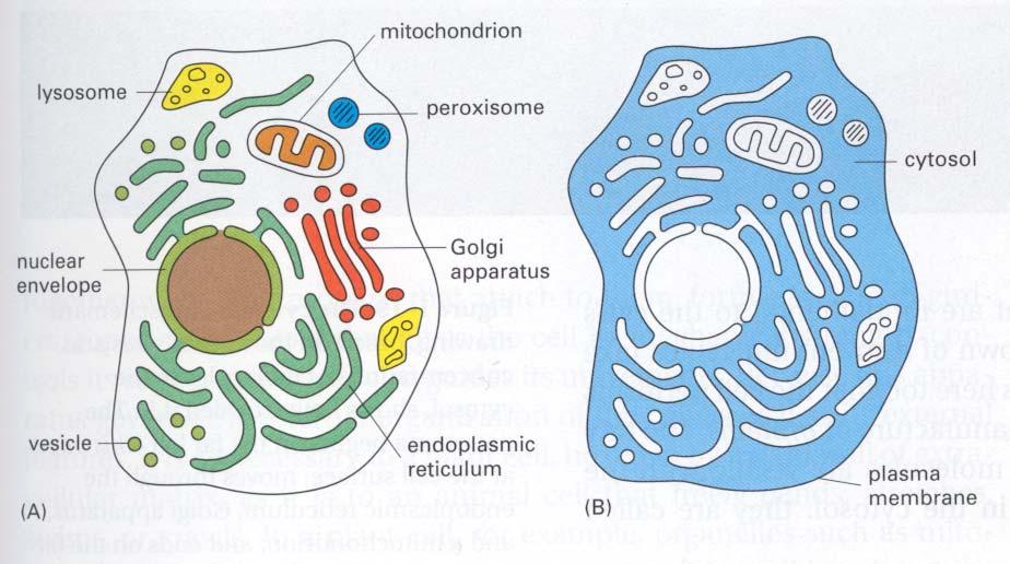 Internal membranes create compartments (organelles) with different functions Lysosomes: intracellular digestion Peroxisomes: compartment for H 2 O 2