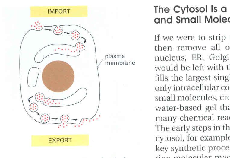 Endocytosis and exocytosis Endocytosis: Import of compounds