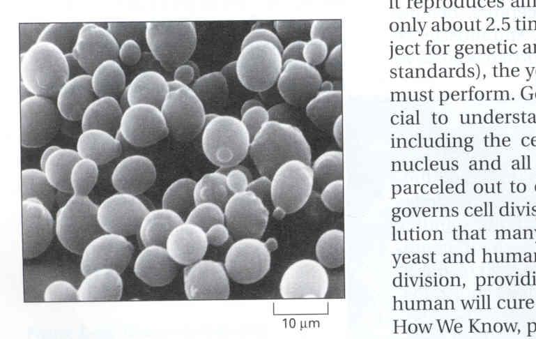 The yeast Saccharomyces