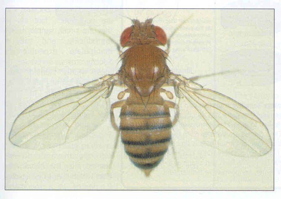Drosophila melanogaster: a model