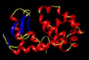 α/β and α+β structures Protein structure universe These are the most common structures found.