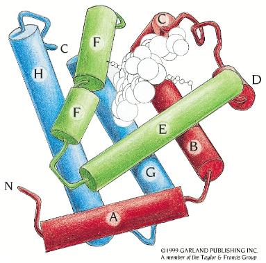 The globin domain Beta (β)-strands The second major type of secondary structure is β-sheets.