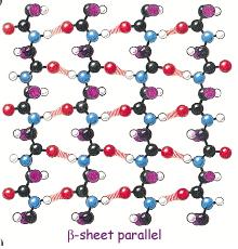A sheet is called parallel if the amino-acids in the strands run all in the same biochemical direction (amino-terminal to carboxyl-terminal).