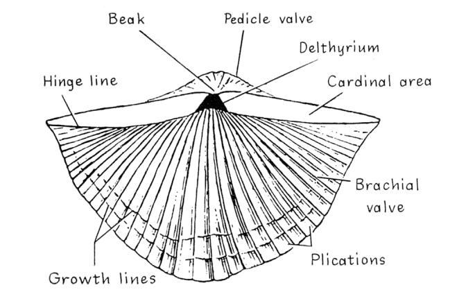 Y, y Fundamentals of Structural Geology Most brachiopods contain two recognizable lines (Fig. 3): the hinge line and the line of symmetry or central plication.