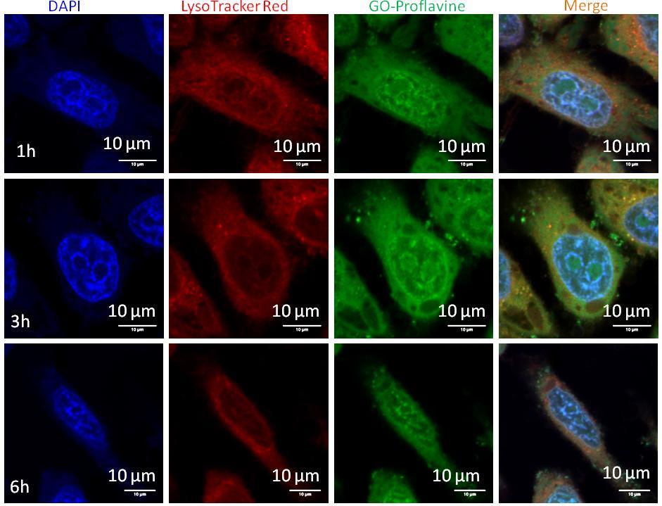 Fig. S20: High resolution CLSM images of HeLa cells after incubating with GO-Prof composite at 1h, 3h and 6h time points.