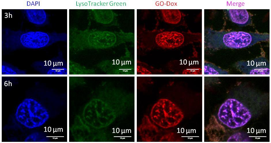 Fig. S22: High resolution CLSM images of HeLa cells after incubating with GO-Dox composite at 3h and 6h time points.