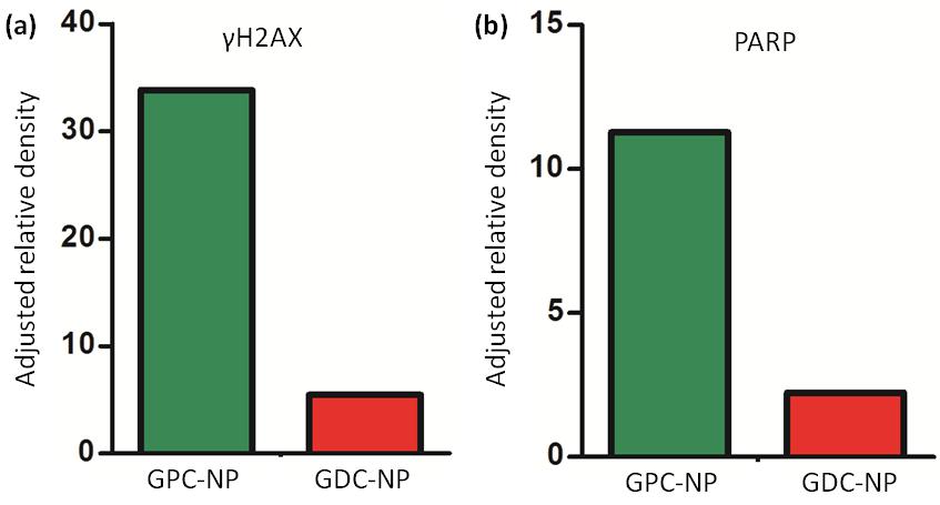 Fig. S28: (a-b) Quantification of γh2ax and PARP after treating HeLa