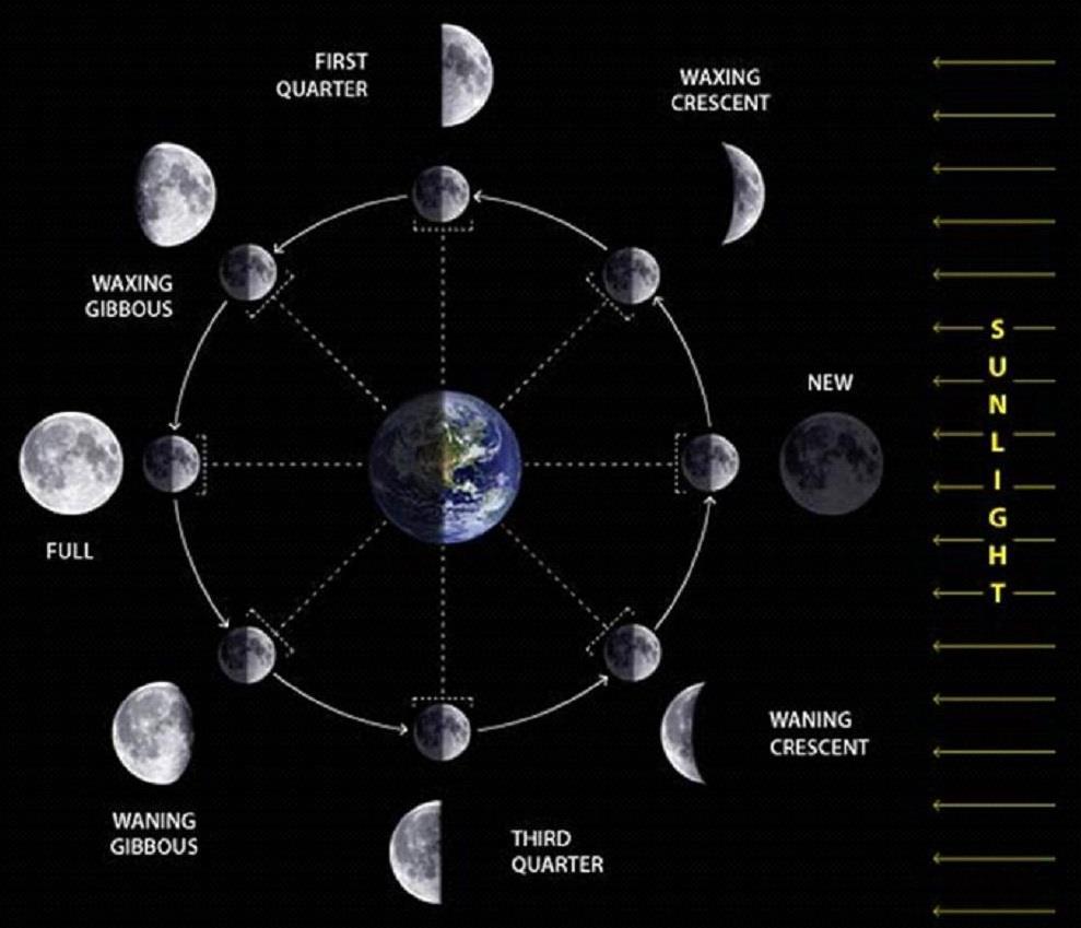 It s the lunar cycle of orbiting the Earth that causes the Moon s phases S U N L I G H T Notice how the