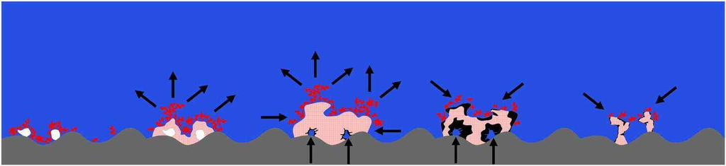 Structure 2) Development and building agents of Platform Coralligène: - coralline red algae (Corallinaceae) se le on originally mobile sediment - small detritus particles will be enclosed ->
