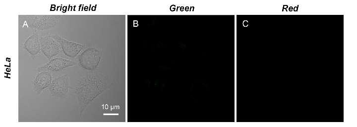 Figure S12. Confocal fluorescence images of HeLa cells treated with DCM-BocLeu (1 μm) for 3 min. (A) Bright field image, (B) green channel at 5-57nm, and (C) red channel at 6-725 nm, λex = 457 nm.