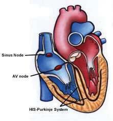 normal or abnormal blood flow to the heart muscle, measure heart function or