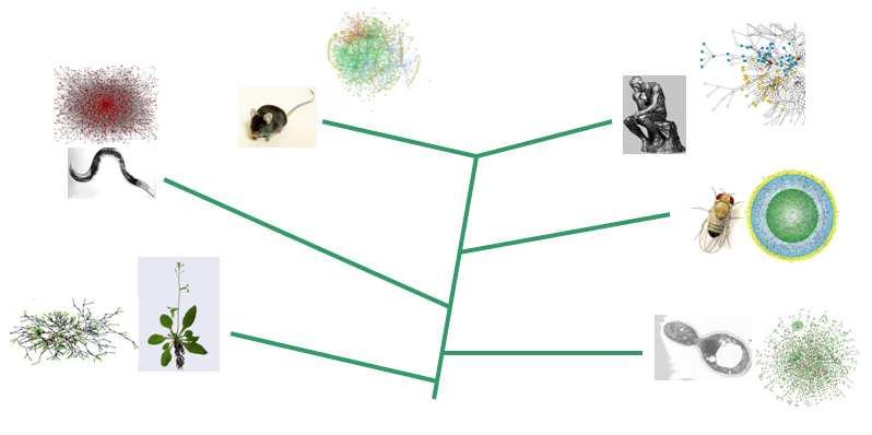 Background & Motivation Why Network Phylogenetics?
