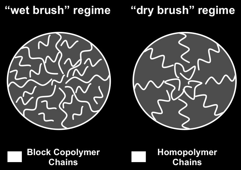 Long homopolymer chains accumulate in the middle of the micellar core since they cannot penetrate the block copolymer brush ( dry brush regime).