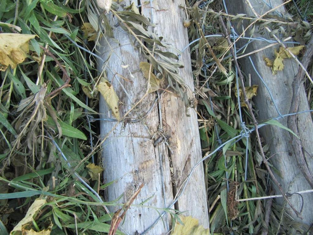 Figure 14: Close-up view of the fresh scrapes to one of the wooden
