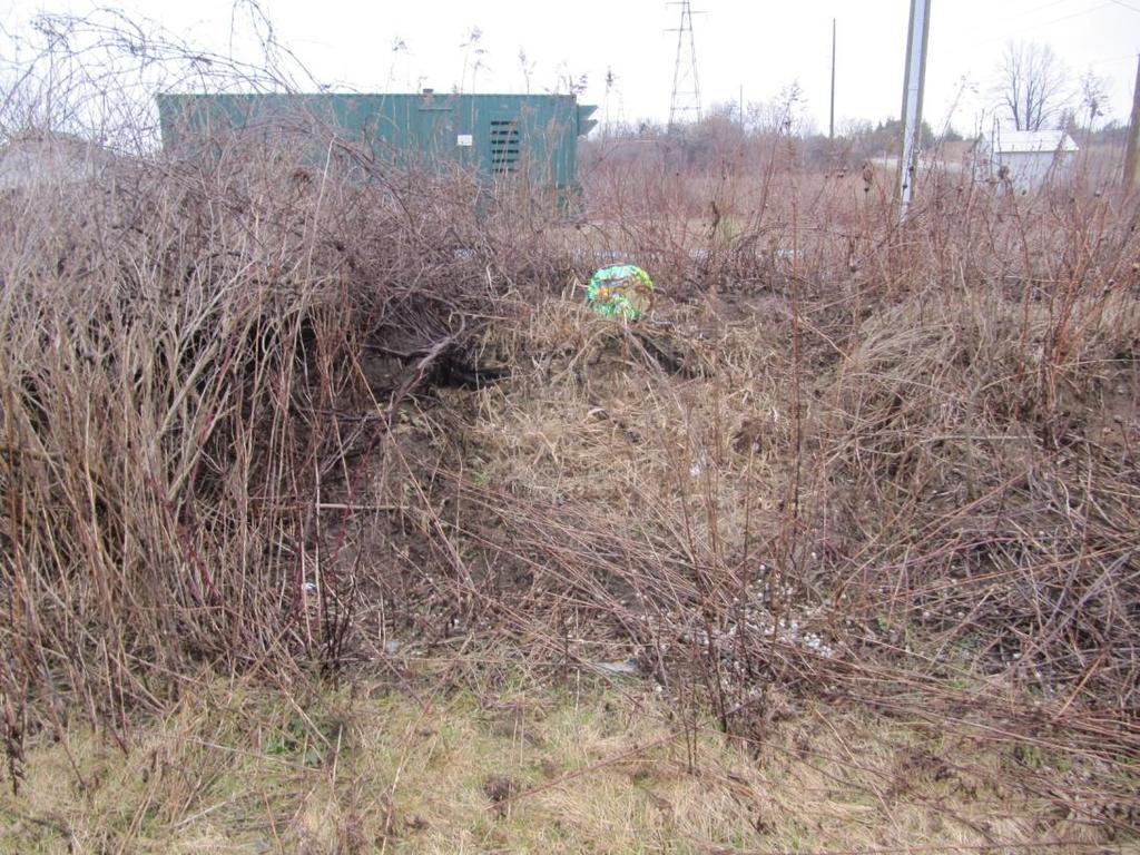 Figure 24: View of some damage in the brush on the property south of the struck fence