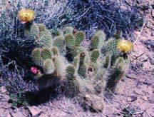 SUSAN MEYER O. erinacea O. erinacea var. ursina Opuntia erinacea COMMON PRICKLYPEAR FORM/SIZE: Succulent. Stems jointed, segmented, flat to roundish, 4" 12" tall and 3' wide, gray-green.