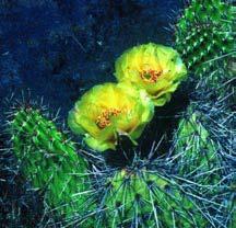 Opuntia polyacantha PLAINS PRICKLYPEAR FORM/SIZE: Succulent, stems segmented, flattened, not easily detached, 8" tall and 4" wide, blue-green. ROOTS: Extensive, 12" minimum depth.