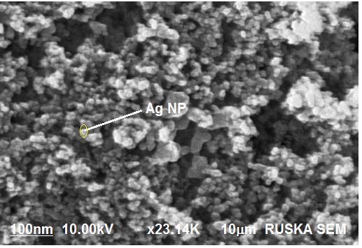 Figure 5: SEM micrograph of agents C.iria (L) stem extract-silver nanoparticles (left) and corresponding EDX spectra (right) 3.
