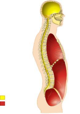 Body Cavities Dorsal cavity protects the nervous system, and is divided into two subdivisions Cranial cavity within the skull; encases the brain Vertebral cavity runs within the vertebral column;