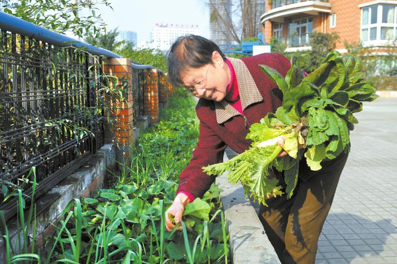 1 A grandma is harvesting her vegetable in a residential community. Source: baidu.com 2015.