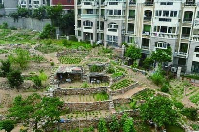 4 Residential community green spaces turned to farmland in Qingdao. Source: baidu.
