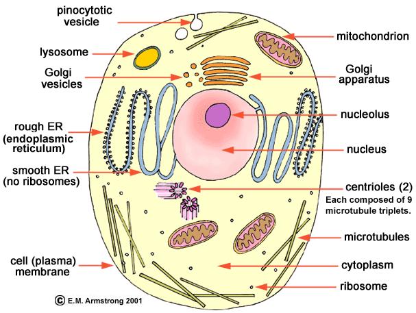 Eukaryotes: means _true nucleus, they have a _nucleus and organelles. Eukaryotes can be _single or multi -celled.