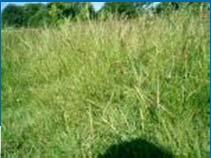 are some plants that you will see in a grassland or savanna Grasses American