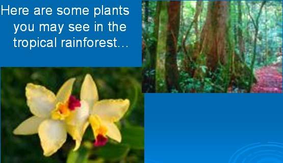 Similar to other biomes, the tropical rainforest is the source of many