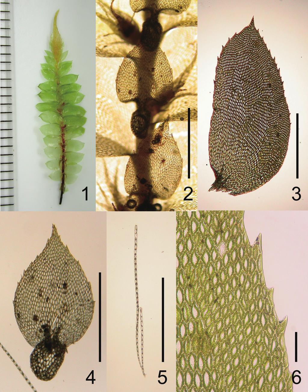 Bryophyte Flora of Vanuatu. 12. Hypnodendraceae and Hypopterygiaceae 41 Fig. 1. Cyathophorum tahitense. 1. Plant. 2. A part of plant. 3. Leaf. 4. Amphigastrim having sac-like structure, named as pouch, at the base.