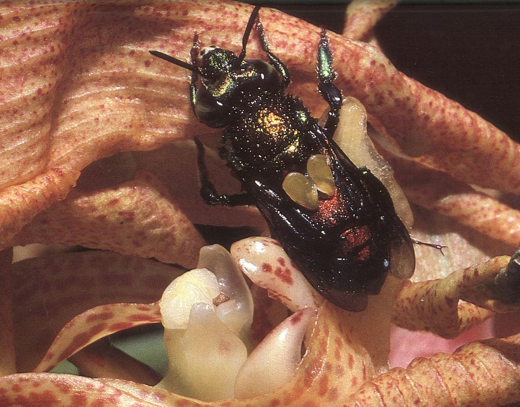 Orchid odors attract euglossine bees: Euglossine bee in Costa Rica leaving an orchid with pollinia attached to its back.