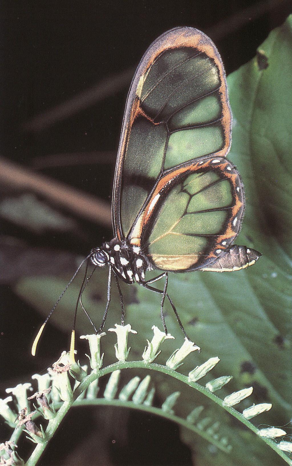 Nectar and color attract butterflies: Dircenna dero butterfly in Peru (Living Earth Foundation 1989.