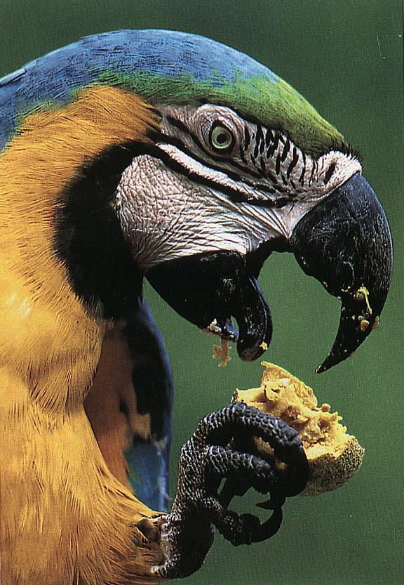 Macaws and hornbills eat fruit pulp and disperse seeds: Blue-and-yellow macaw in