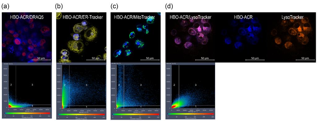 Intracellular localization of HBO ACR.