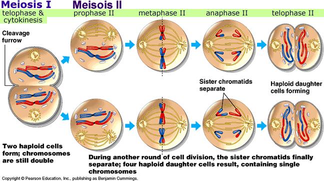 g. Second division: results in formation of cells, each (half the number of original chromosomes) (humans = ) h. Results of meiosis: i.