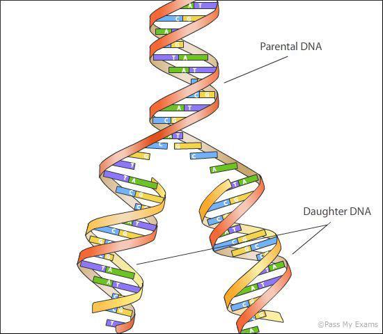 b. Asexual reproduction: i. A single parent produces one or more offspring by dividing into two cells ii. cells are clones of parent cells DNA Replication SC.912.L.16.