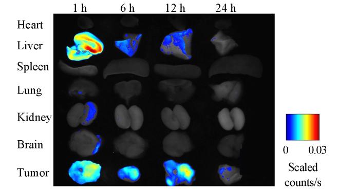 EPR Effect of Amphiphilic Copolymer Micelles Observed by Fluorescent Imaging LIU Tong-jun *, LIU Shi, HU Xiu-li, SHENG Shi-hou, HUANG Yu-bin and JING Xia-bin * Chem. Res.