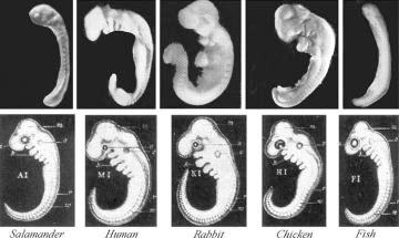 4. Embryology The early developmental stages of many