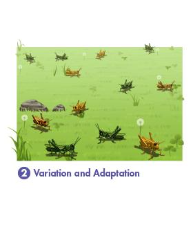 *DNC Natural Selection Certain variations, called adaptations, increase an individual s chances of surviving and reproducing.