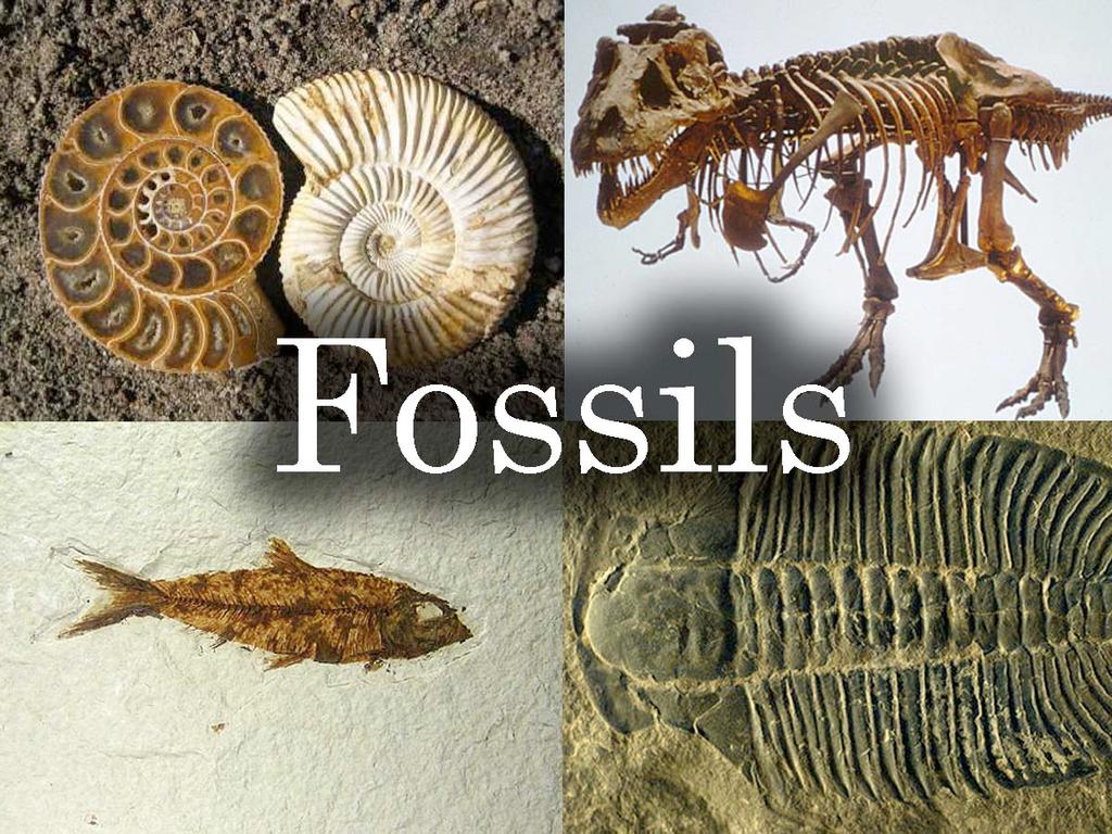 2. Fossils *DNC Many recently discovered fossils form series that trace the evolution of modern species from extinct ancestors.
