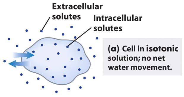 Tonicity of solutions: isotonic, hypotonic and hypertonic Solutions with