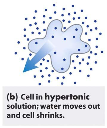 Isotonic solution - solute concentration the same as in cell fluid - cell