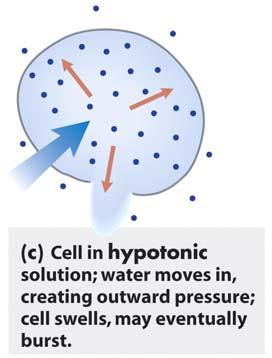 Hypertonic solution - solute concentration higher than in cell fluid -