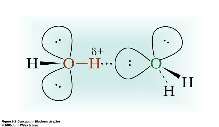 Hydrogen Bond in Water Water molecules attract each other