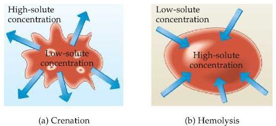 If two solutions are of equal concentration and, hence, have the same osmotic pressure, they are said to be isotonic.