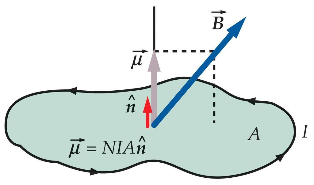 Torque on a Magnetic Dipole Flat current loop of arbitrary shape area of loop B
