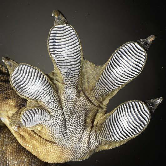 Geckos feet have nanostructures. Image credit: A.