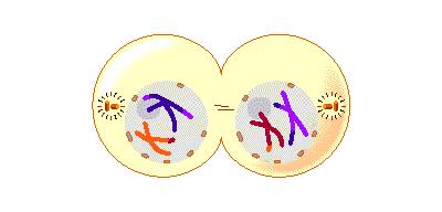 Meiosis I Telophase # 1: A. Two new nuclei reform B.